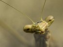 Mantid Portrait